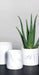 Cache pot rond Chelone assortiment 